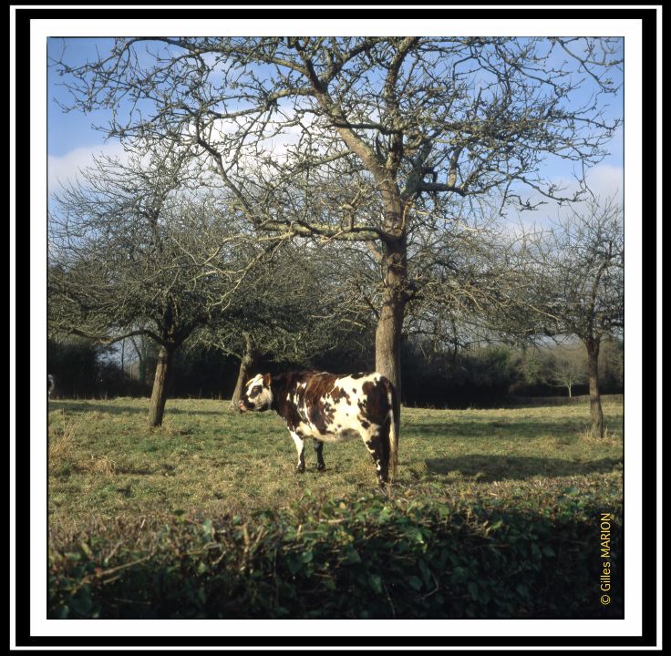 Cotentin en hiver